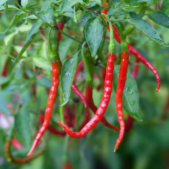 De Arbol Pepper Seeds - Vegetable Plant