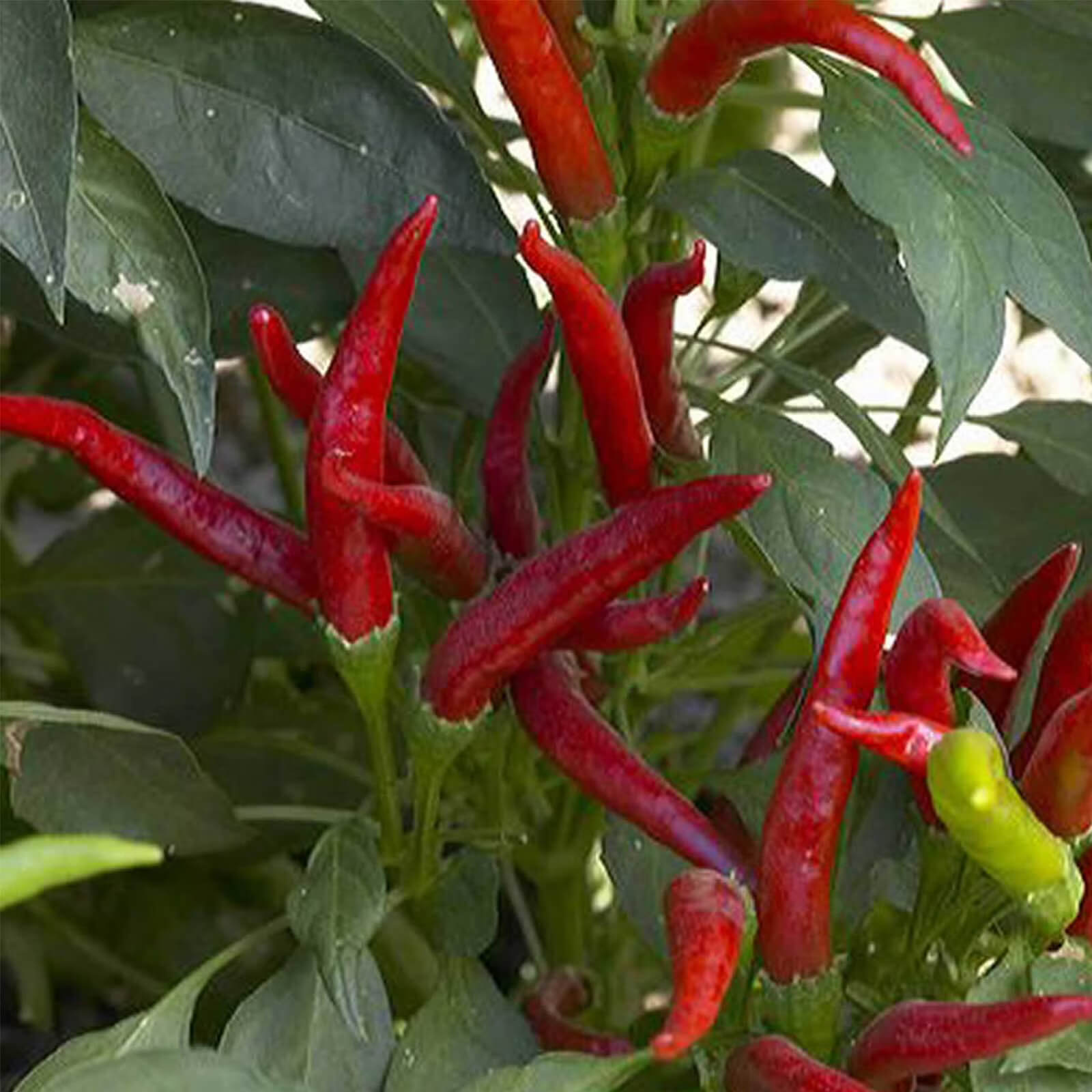 De Arbol Pepper Seeds - Vegetable Plant