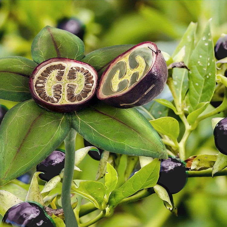 Deadly Nightshade Seeds - Heirloom Herbal Plant for Home Gardens