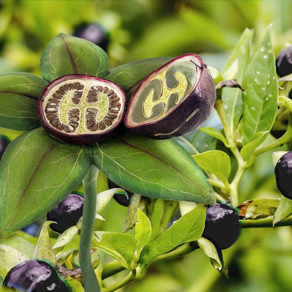 Deadly Nightshade Seeds - Heirloom Herbal Plant for Home Gardens