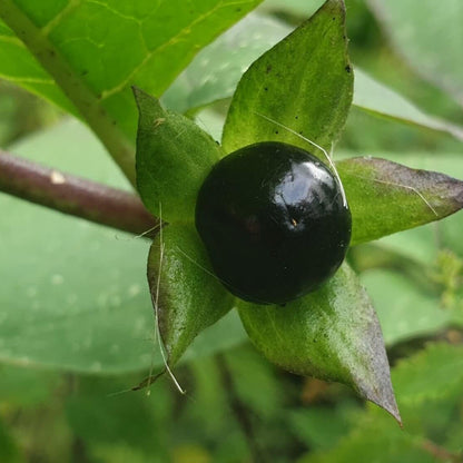 Deadly Nightshade Seeds - Heirloom Herbal Plant for Home Gardens
