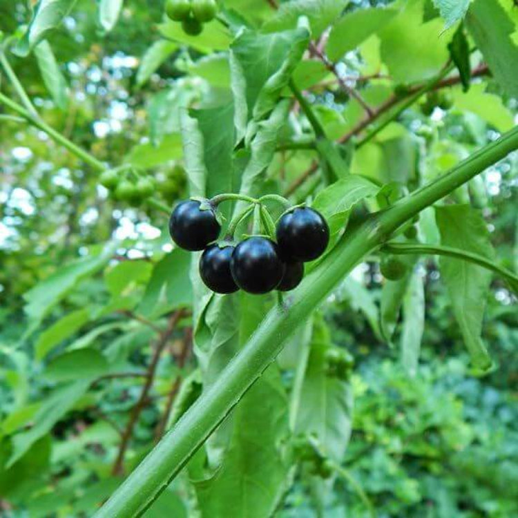 Deadly Nightshade Seeds - Heirloom Herbal Plant for Home Gardens