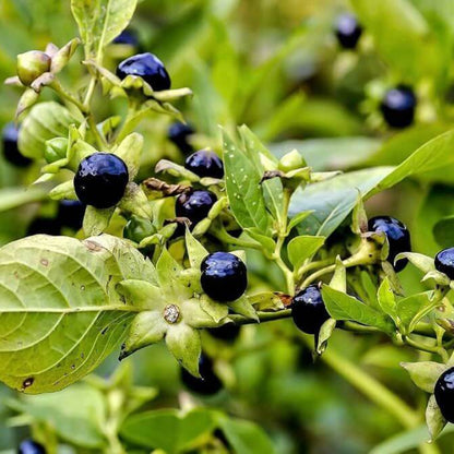 Deadly Nightshade Seeds - Heirloom Herbal Plant for Home Gardens