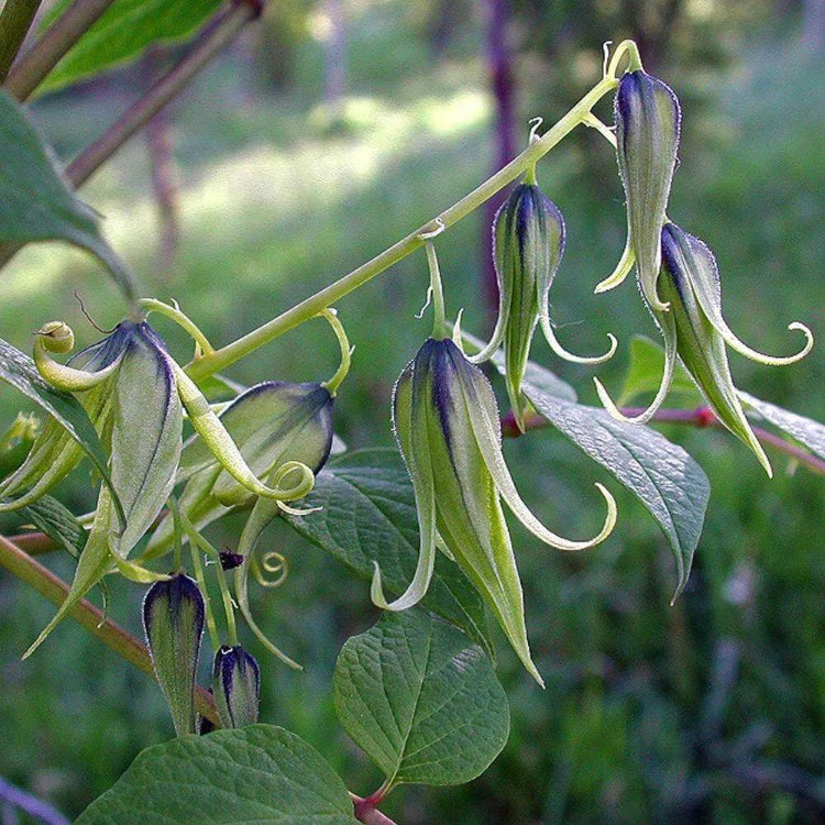 Decaisnea Seeds - Heirloom Fruit Plant for Home Gardens