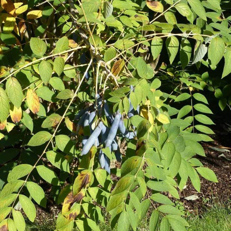 Decaisnea Seeds - Heirloom Fruit Plant for Home Gardens