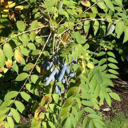 Decaisnea Seeds - Heirloom Fruit Plant for Home Gardens