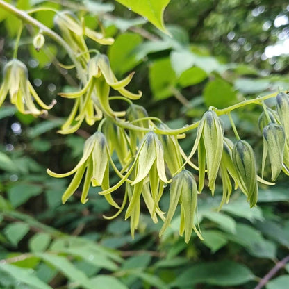 Decaisnea Seeds - Heirloom Fruit Plant for Home Gardens