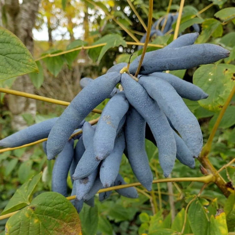 Decaisnea_Seeds_-_Heirloom_Fruit_Plant_for_Home_Gardens2