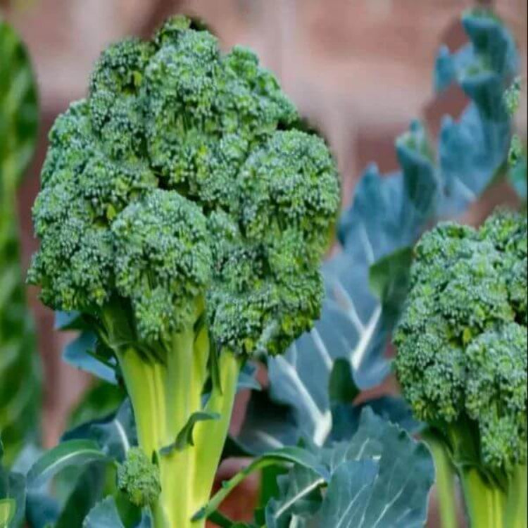 Decicco Broccoli Seeds - Heirloom Vegetable Plant for Home Gardens