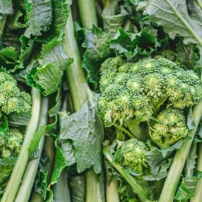 Decicco Broccoli Seeds - Heirloom Vegetable Plant for Home Gardens