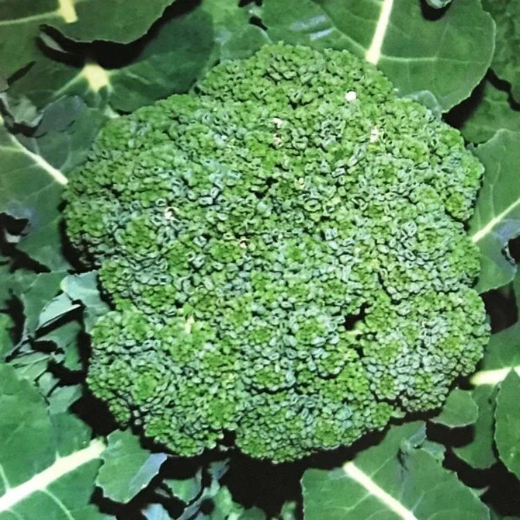 Decicco Broccoli Seeds - Heirloom Vegetable Plant for Home Gardens