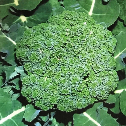 Decicco Broccoli Seeds - Heirloom Vegetable Plant for Home Gardens