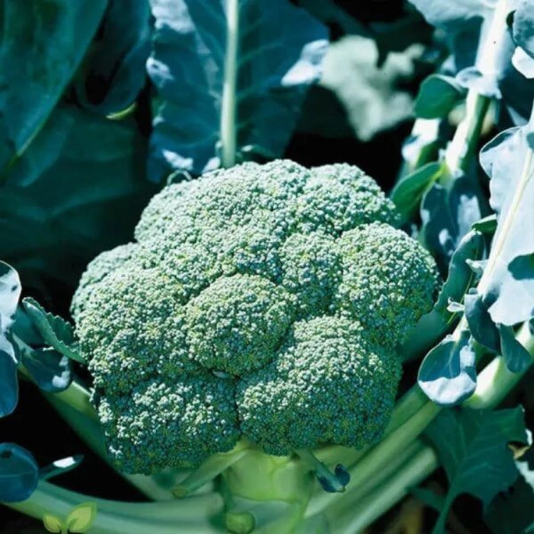 Decicco Broccoli Seeds - Heirloom Vegetable Plant for Home Gardens