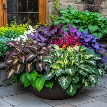 Decorative Leaf Plant Seeds 