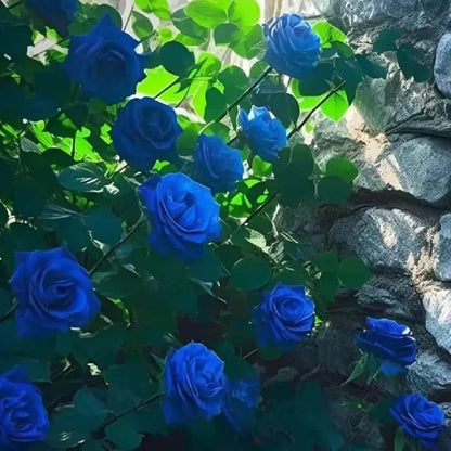 Deep Blue Desert Rose Seeds - Flower  Plant