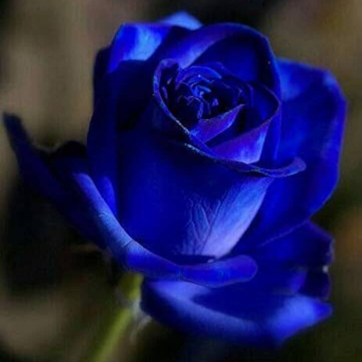 Deep Blue Desert Rose Seeds - Flower  Plant