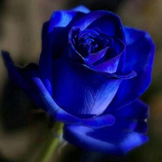 Deep Blue Desert Rose Seeds - Flower  Plant