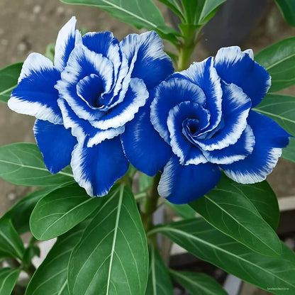 Deep Blue Desert Rose Seeds - Flower  Plant
