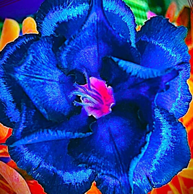Deep Blue Desert Rose Seeds - Flower  Plant
