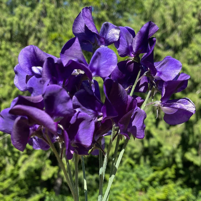 Deep Blue Sweet Pea Seeds