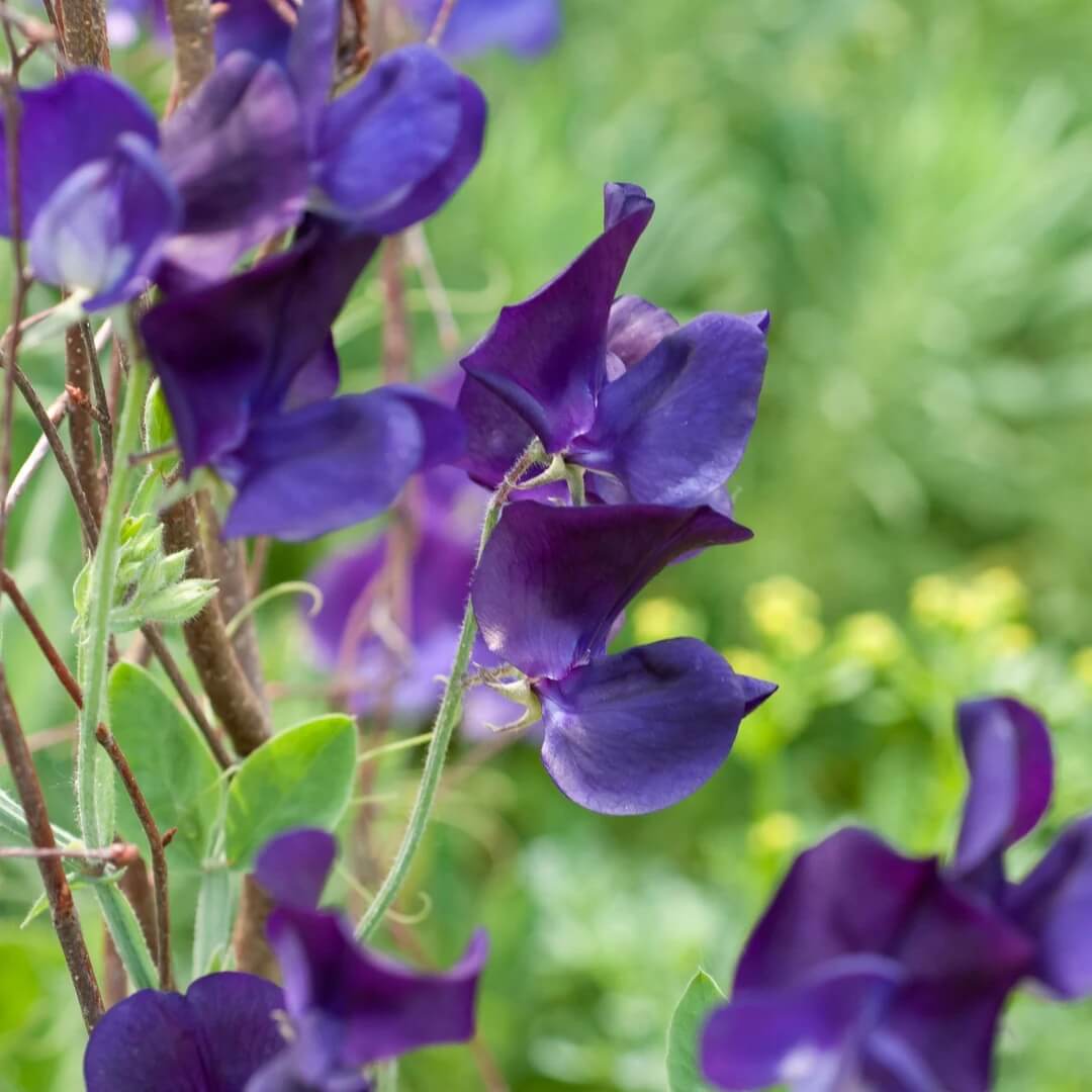 Deep Blue Sweet Pea Seeds