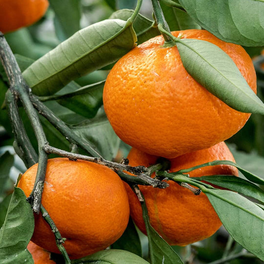 Deep Orange Tangerine Seeds - Fruit Plant for Home Gardens