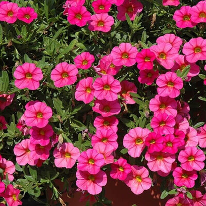 Deep Pink Calibrachoa Seeds