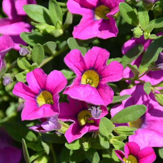 Deep Pink Calibrachoa Seeds