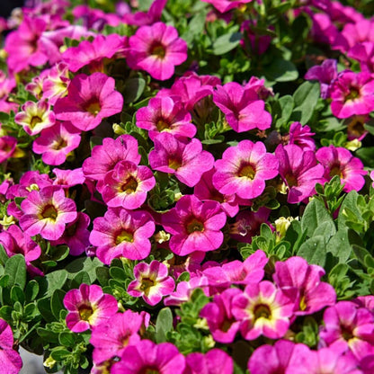 Deep Pink Calibrachoa Seeds