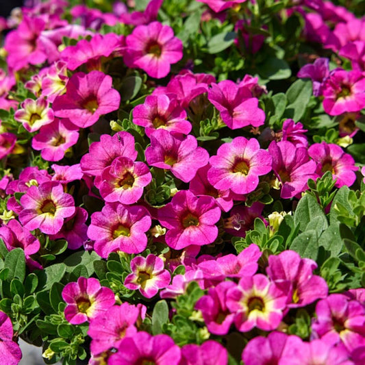 Deep Pink Calibrachoa Seeds