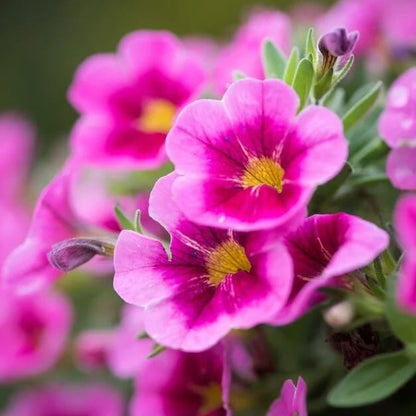 Deep Pink Calibrachoa Seeds