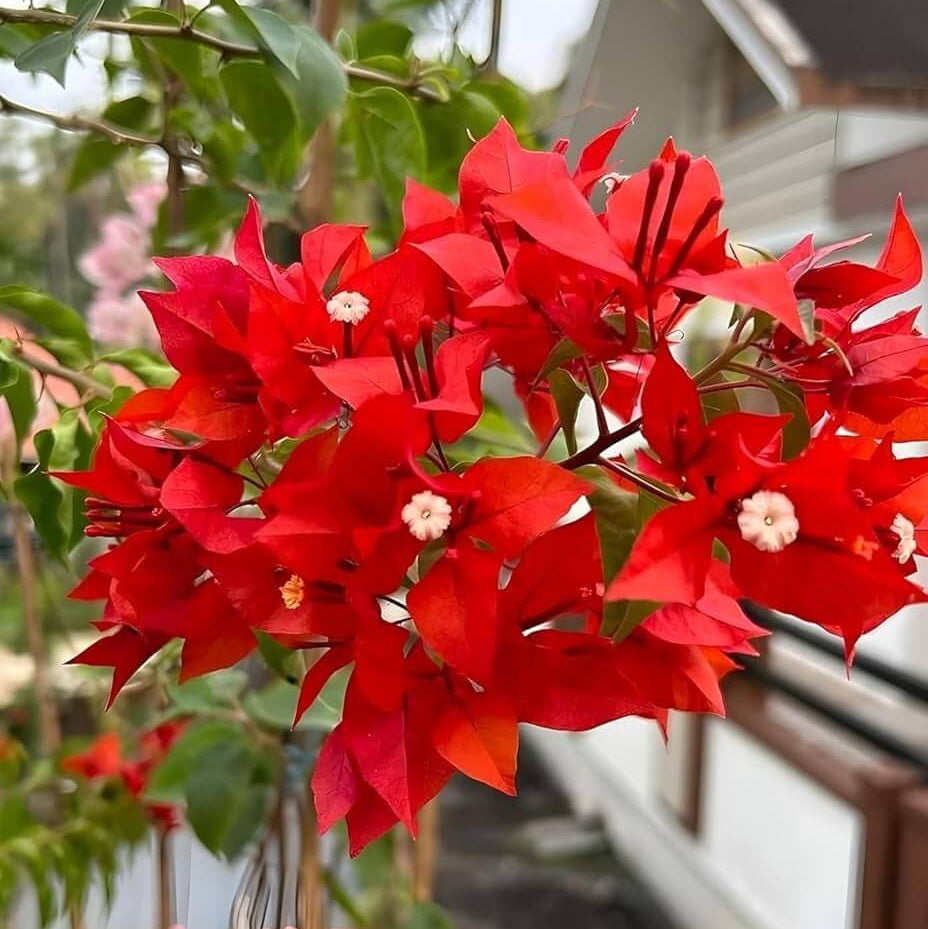 Deep Red Bougainvillea Seeds