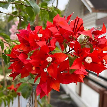 Deep Red Bougainvillea Seeds