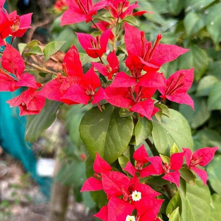 Deep Red Bougainvillea Seeds