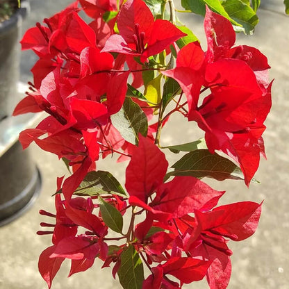 Deep Red Bougainvillea Seeds