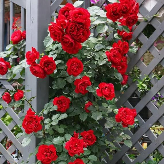 Deep Red Climbing Rose Seeds 