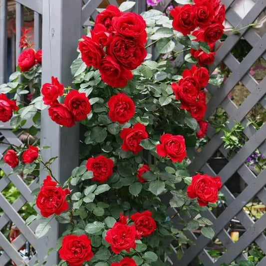 Deep Red Climbing Rose Seeds 
