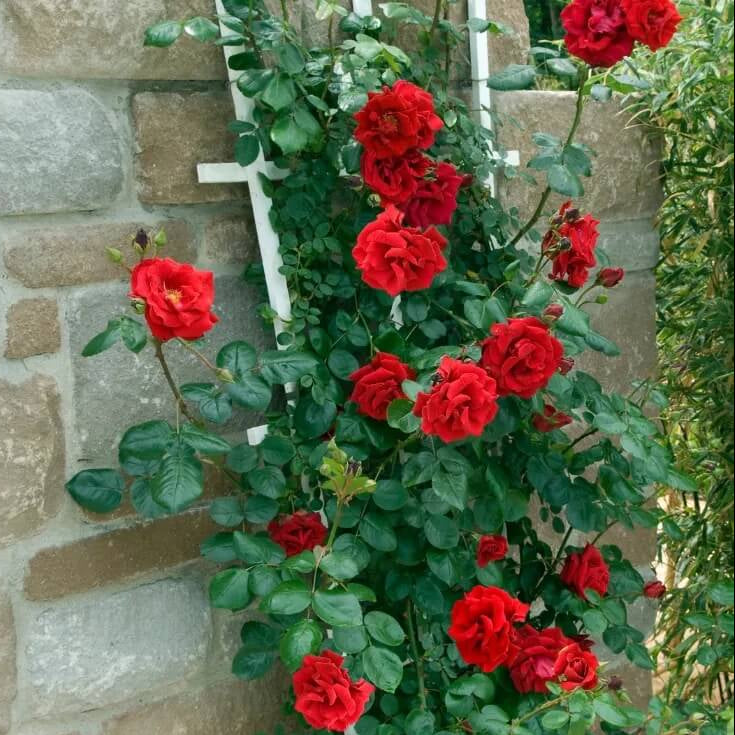 Deep Red Climbing Rose Seeds 