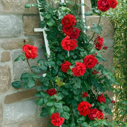 Deep Red Climbing Rose Seeds 