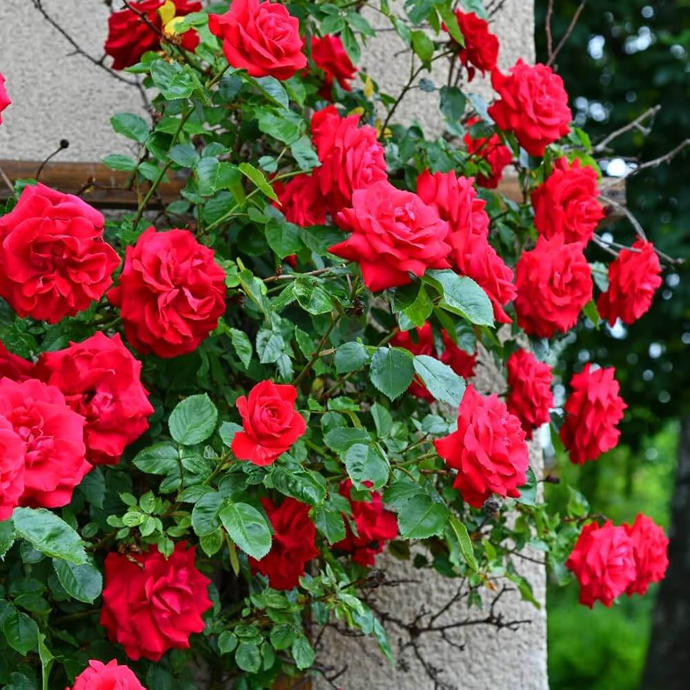 Deep Red Climbing Rose Seeds 