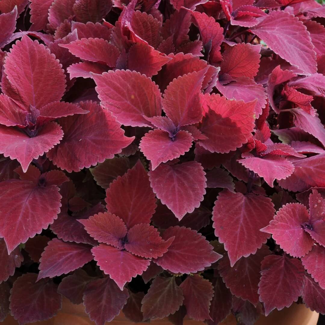 Deep Red Coleus Seeds