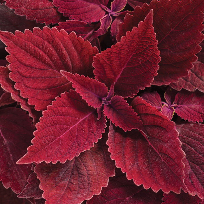 Deep Red Coleus Seeds