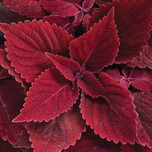 Deep Red Coleus Seeds