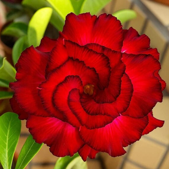 Deep Red Desert Rose Seeds - Flower Plant