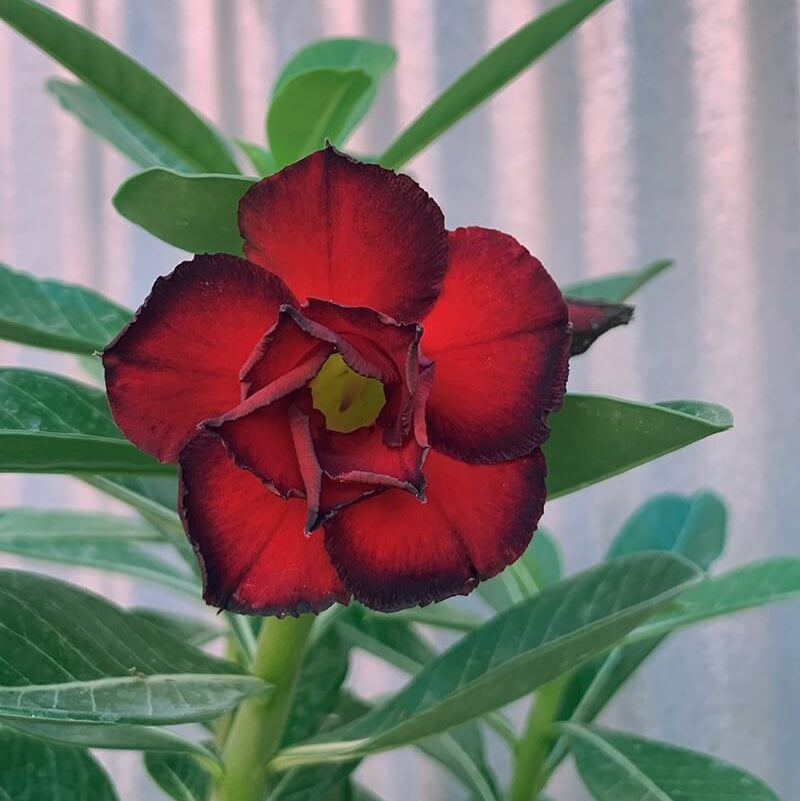 Deep Red Desert Rose Seeds - Flower Plant