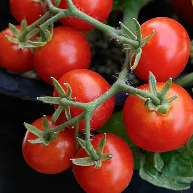 Deep Red Tomato Seeds