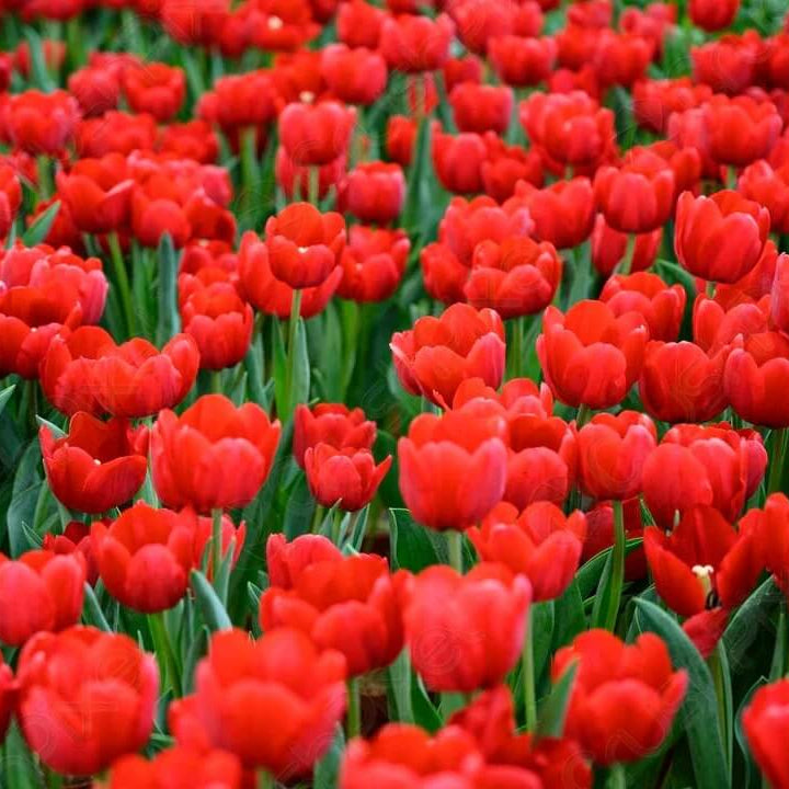 Deep Red Tulip Seeds