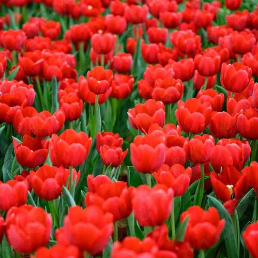 Deep Red Tulip Seeds