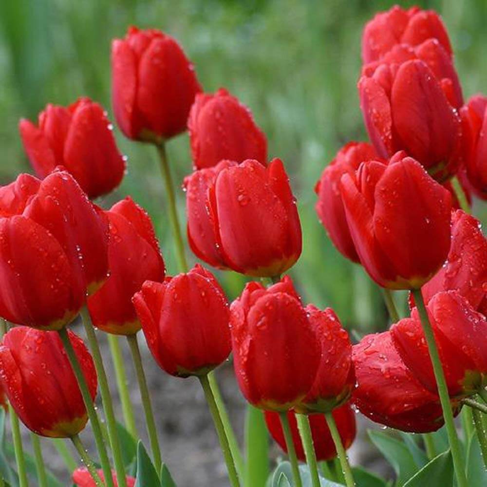 Deep Red Tulip Seeds