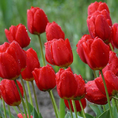 Deep Red Tulip Seeds